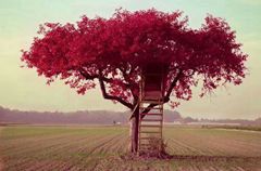 糖醋辣椒的做法